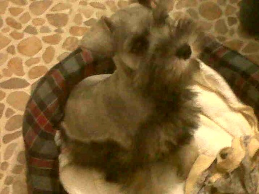Es juguetona, todavia es una cachorra Es juguetona, todavia es una cachorra